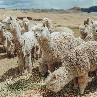 Alpaca Fiesta 2024, the world’s most important event in the alpaca ecosystem, holds its eighth edition in October