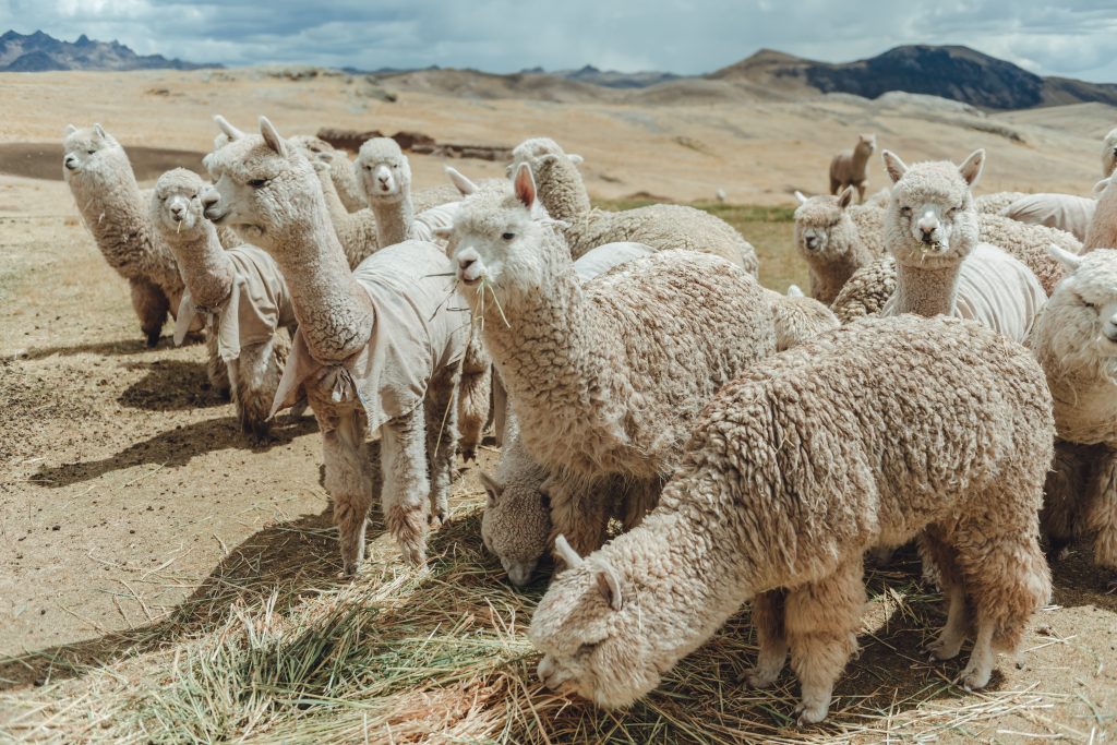 Alpaca Fiesta 2024, o evento mundial mais importante do ecossistema de alpacas, realiza sua oitava edição em outubro