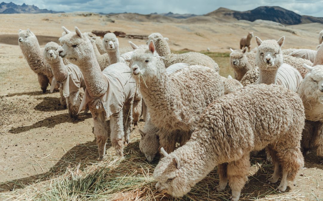 Alpaca Fiesta 2024, o evento mundial mais importante do ecossistema de alpacas, realiza sua oitava edição em outubro