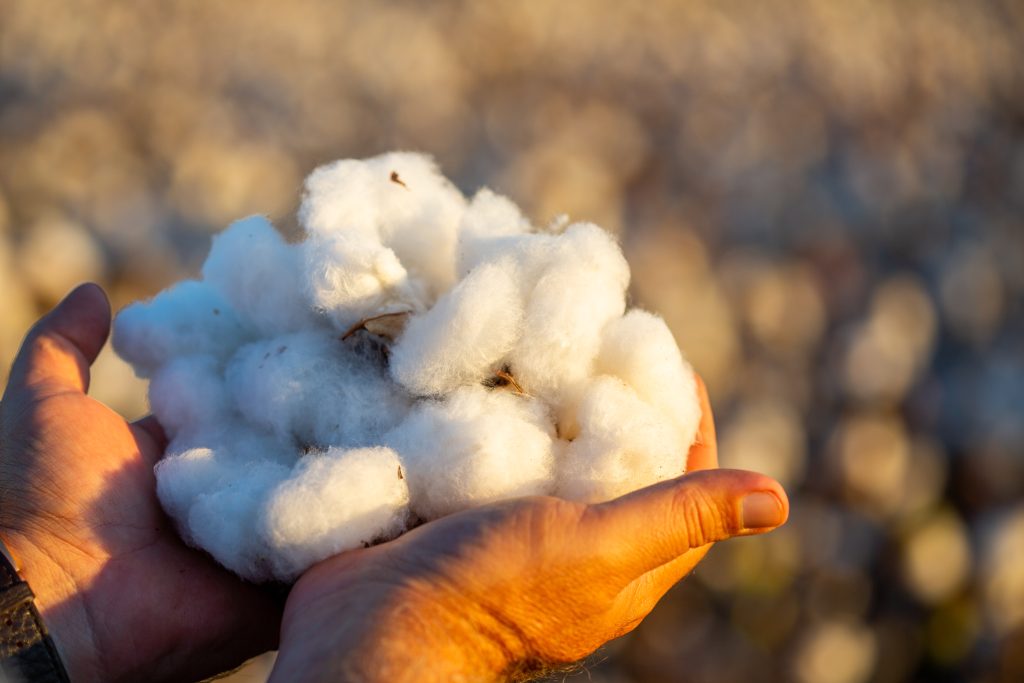 Naturalmente presente na indústria têxtil: marcas parceiras do Sou de Algodão reforçam por que o algodão segue insubstituível