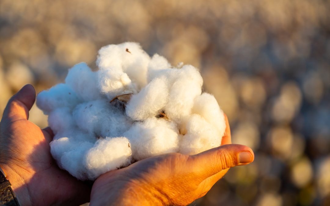 Naturalmente presente na indústria têxtil: marcas parceiras do Sou de Algodão reforçam por que o algodão segue insubstituível
