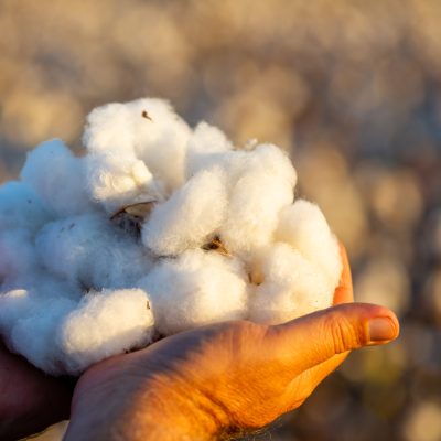Naturalmente presente na indústria têxtil: marcas parceiras do Sou de Algodão reforçam por que o algodão segue insubstituível